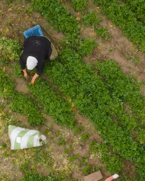 Proyectos de I+D que están transformando la agricultura del desierto