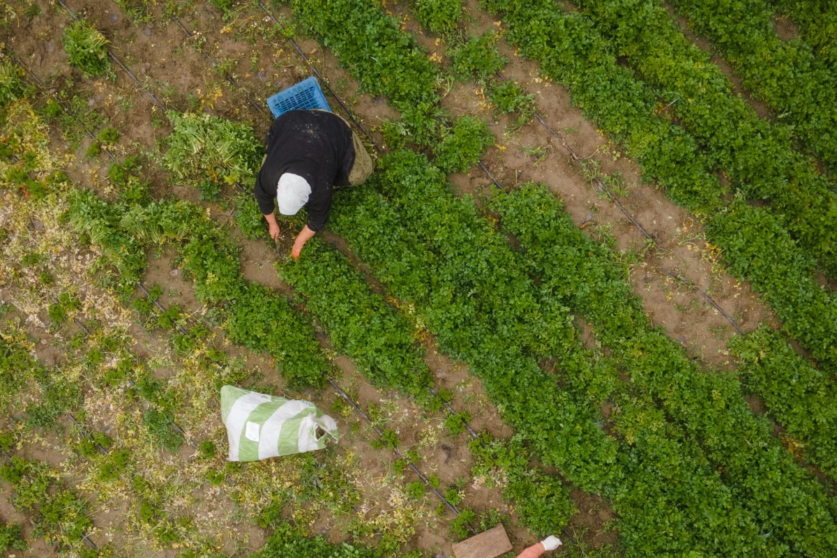 Proyectos de I+D que están transformando la agricultura del desierto
